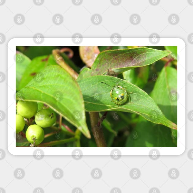 Stink Bug Green No.1 Sticker by MaryLinH